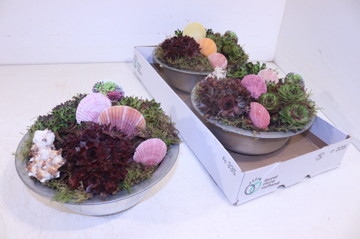 <h4>ARR SEMPERVIVUM</h4>