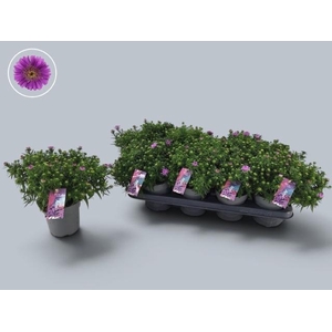 ASTER D ALPHA PINK