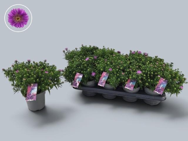 <h4>ASTER D ALPHA PINK</h4>