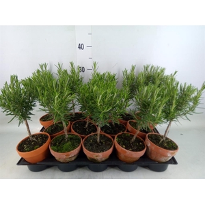 Rosmarinus offi.   ...