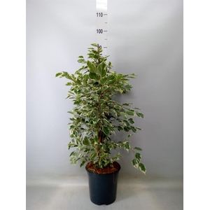 Ficus benja. 'Twilight'