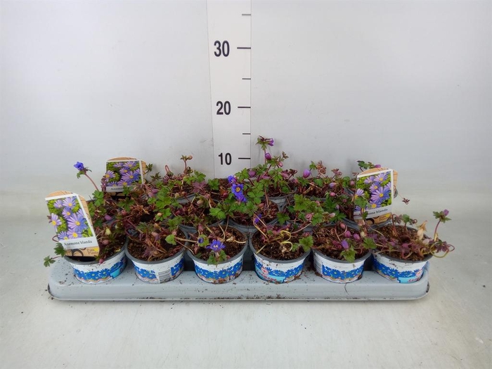 <h4>Anemone blanda 'Blue Shades'</h4>