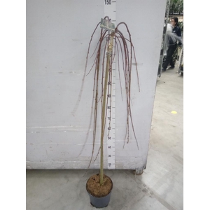 Salix caprea 'Kilmarnock'