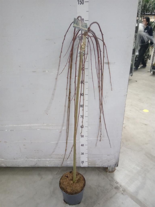 <h4>Salix caprea 'Kilmarnock'</h4>