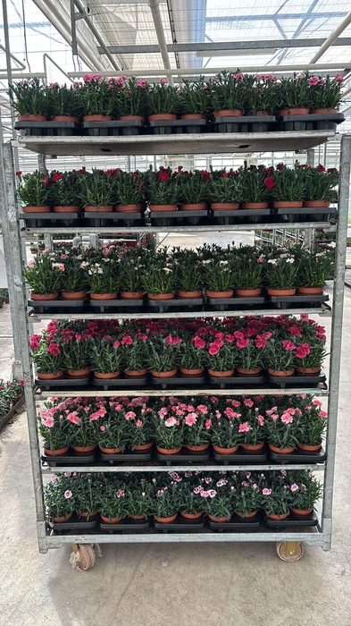 <h4>DIAN OSC GEM</h4>