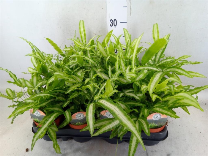 <h4>Pteris cretica 'Albolineata'</h4>