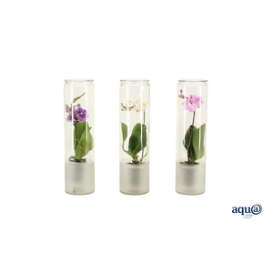 Small Cilinder Frosted Tiny Dolls Mix 1T7+ Aqu@