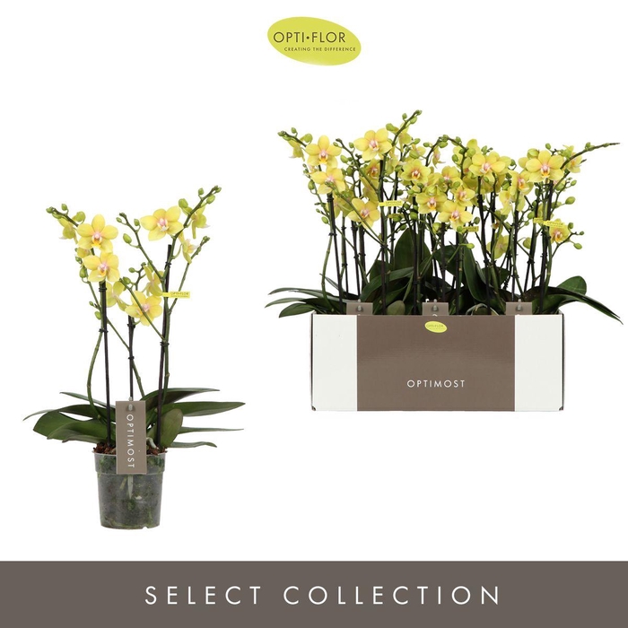 <h4>Optimost Hera 3 spike</h4>