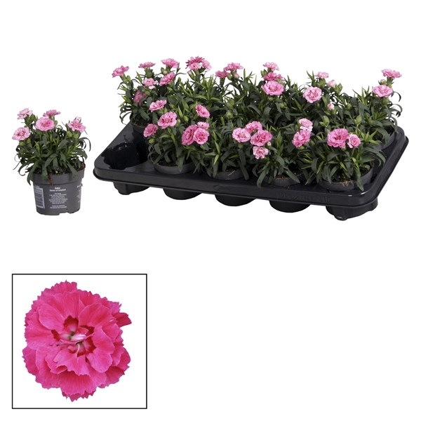 <h4>Dianthus - 10,5 cm - Oscar Purple Star</h4>