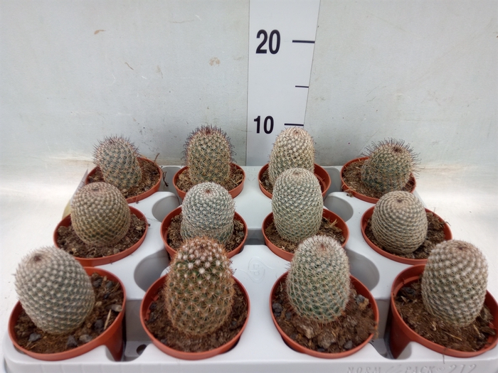 <h4>Mammillaria albata var. sanciro</h4>