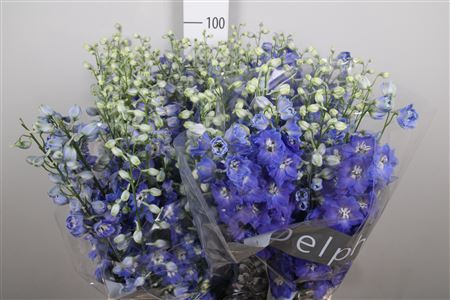 <h4>Delph Du Blue Emerald</h4>