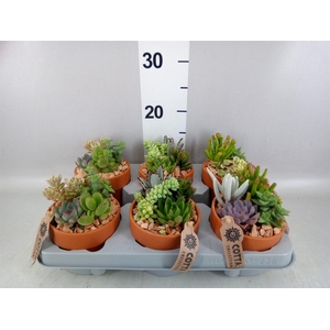 Arr.  Succulents L%