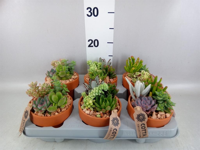 <h4>Arr.  Succulents L%</h4>