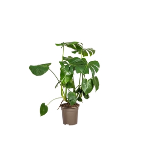 Monstera deliciosa Tauerii T21