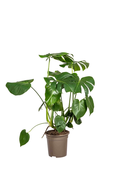 <h4>Monstera deliciosa Tauerii T21</h4>