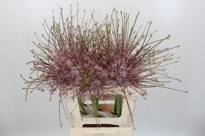 <h4>Allium Schubertii</h4>