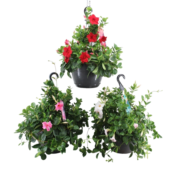 <h4>Dipladenia Sundaville Mix 25 cm hangpot (NL)</h4>