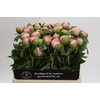 Paeonia Angel Cheeks