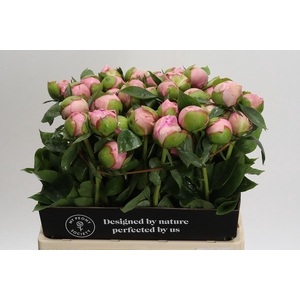 Paeonia Angel Cheeks