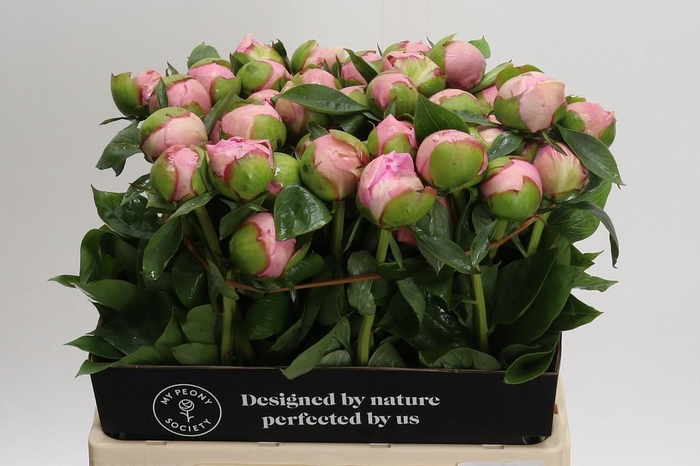 <h4>Paeonia Angel Cheeks</h4>
