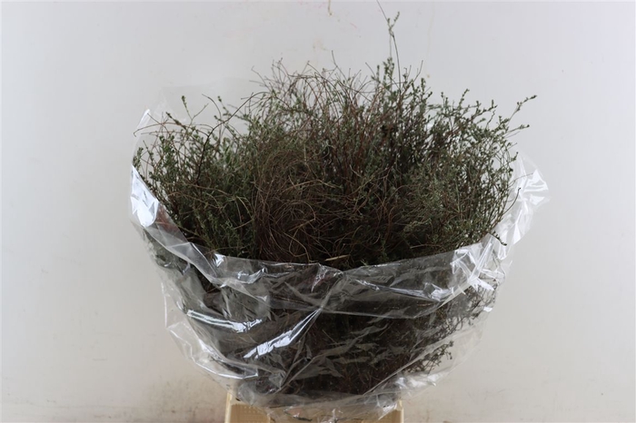 <h4>Thyme P/bunch Falso 300gr</h4>