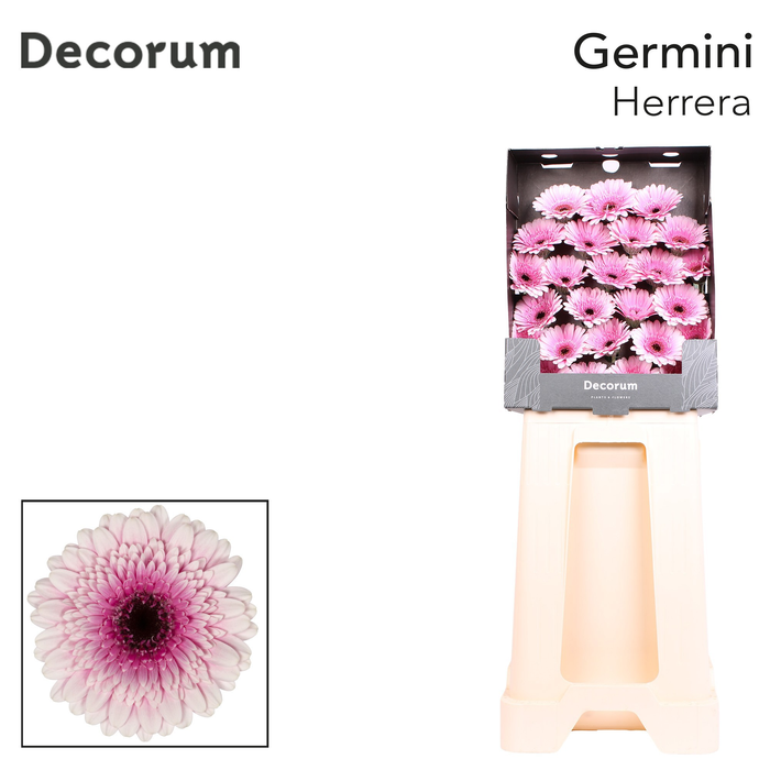<h4>Germini Herrera Diamond</h4>