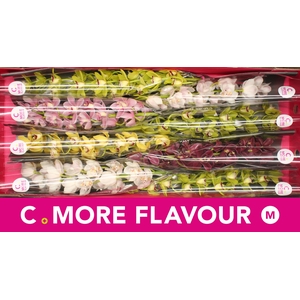 Mini cymbidium 'Mix' 70 cm