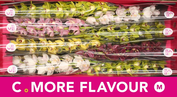 <h4>Mini cymbidium 'Mix' 70 cm</h4>