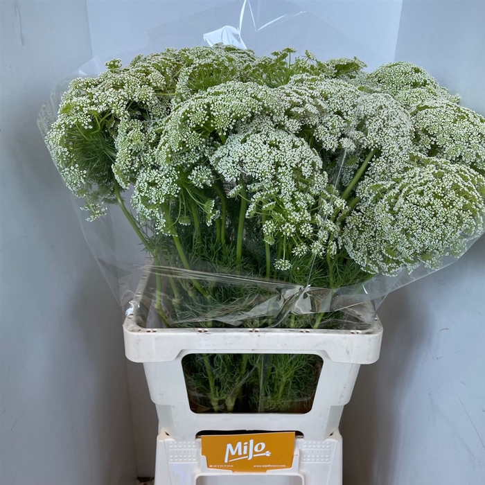 <h4>Ammi Visnaga</h4>