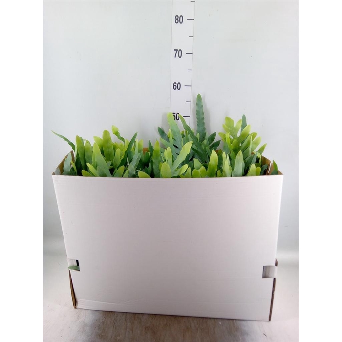 <h4>Phlebodium aureum 'Blue Star'</h4>