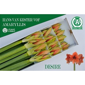 Hipp Ga Desire