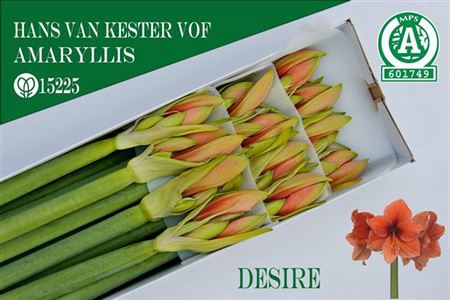 <h4>Hipp Ga Desire</h4>