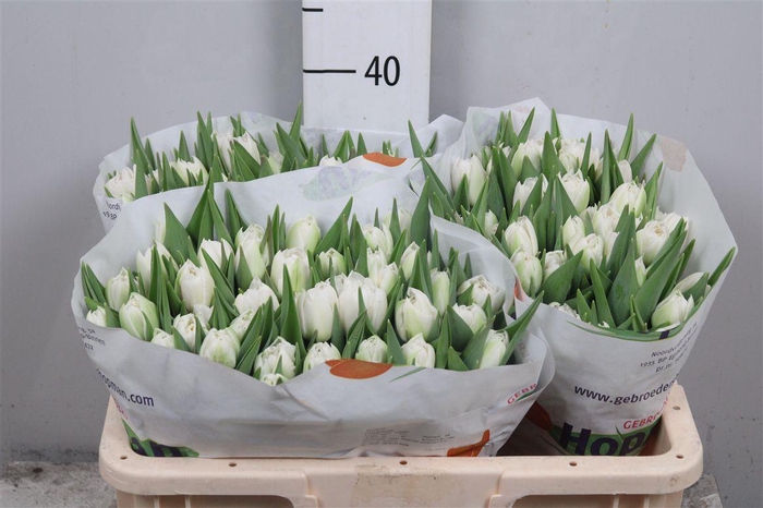 <h4>Tu Du Fortaleza</h4>