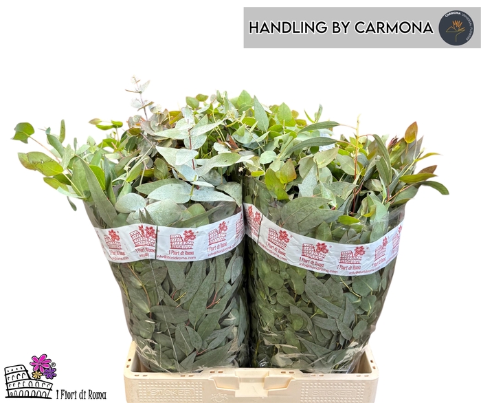 <h4>EUC GEM P BOS</h4>