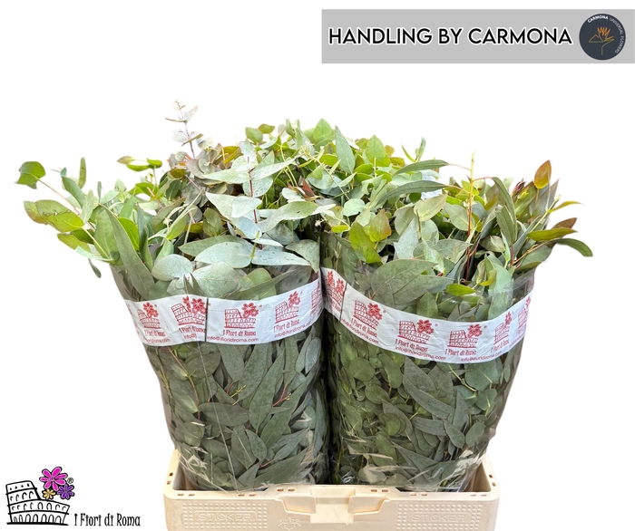 <h4>EUC GEM P BOS</h4>