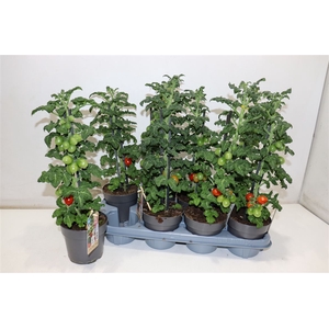 Solanum Lycop Ov
