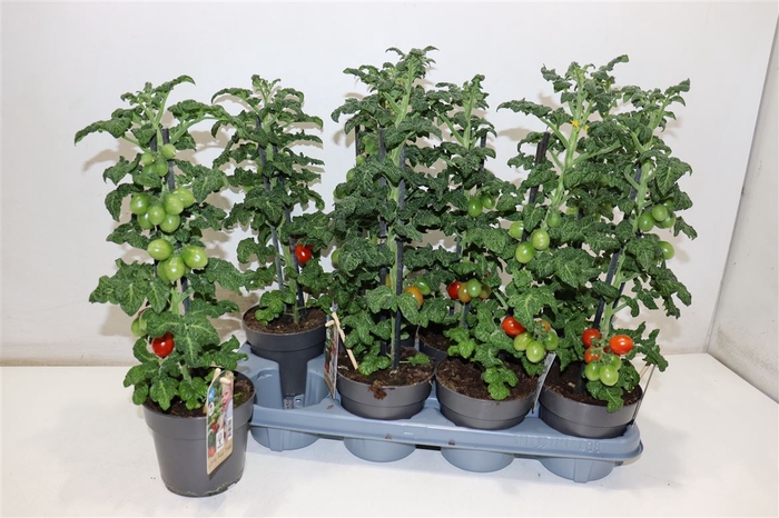 <h4>Solanum Lycop Ov</h4>
