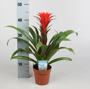 Guzmania  'Hope'