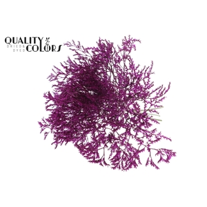 Limonium Tataricum per bunch Lilac