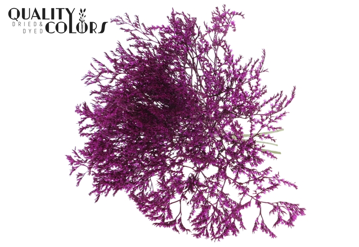<h4>Limonium Tataricum per bunch Lilac</h4>