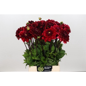 Dahlia Red Runner