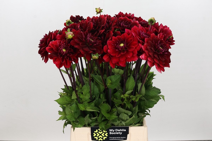 Dahlia Red Runner