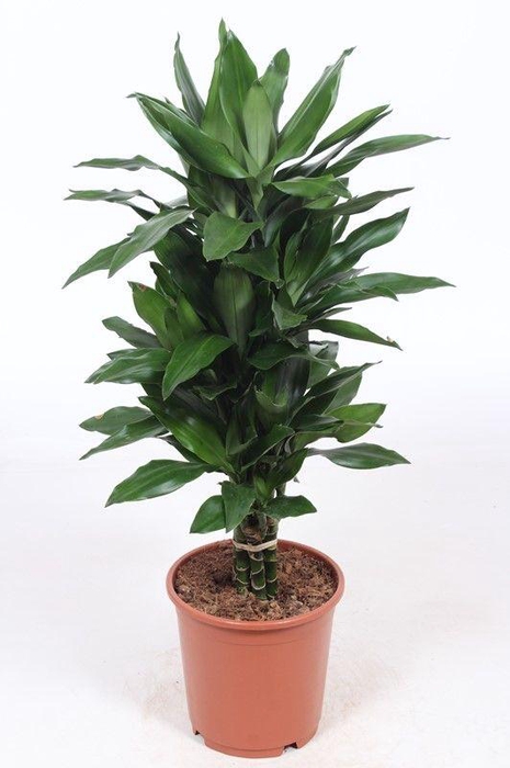 <h4>Dracaena Janet Lind</h4>