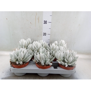 Senecio   ...