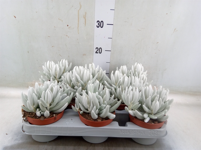 <h4>Senecio   ...</h4>
