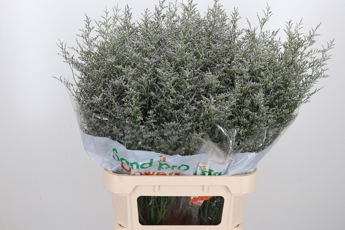 <h4>Limonium Misty Blue</h4>