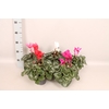 Cyclamen Super Serie XL Mix