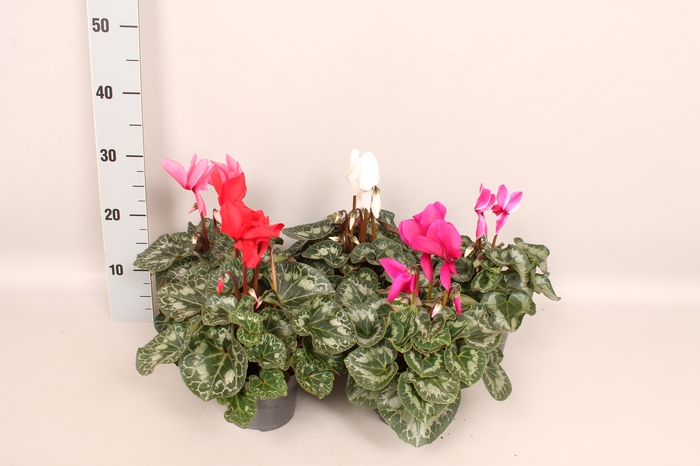 Cyclamen Super Serie XL Mix