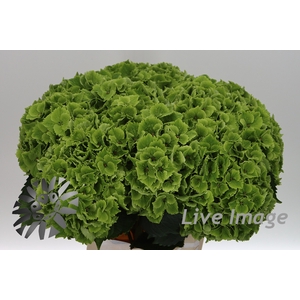 Hydrangea mag emerald classic