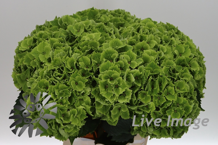 <h4>Hydrangea mag emerald classic</h4>
